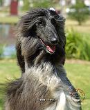 Afghan Hound 9P040D-65